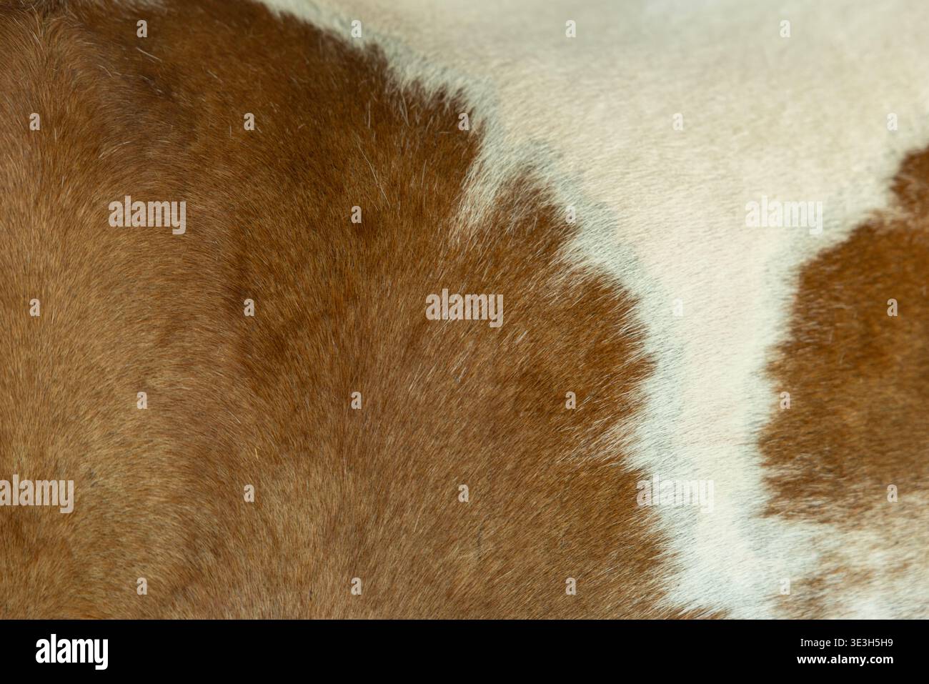 Pelle di cavallo, due tonalità pelle di animale marrone bianco primo piano con dettagli macro. Foto Stock