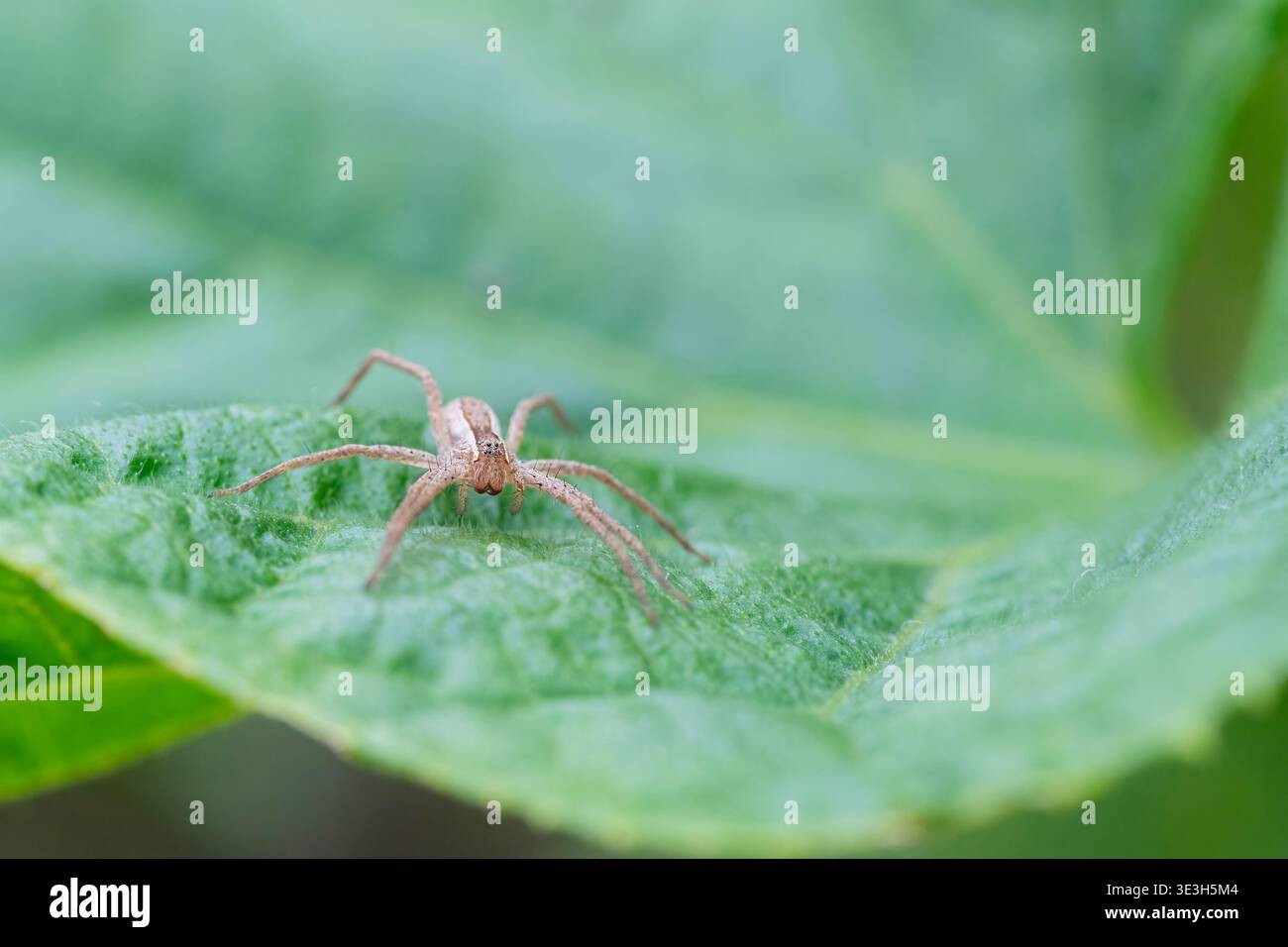 American Nursery Web Spider riposa su una foglia Foto Stock