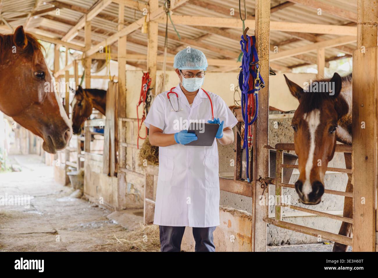 Veterinario cavallo che controlla herpesvirus equino, medico veterinario controllare la salute del cavallo presso la stalla di cavalli fattoria utilizzando la tecnologia moderna ai Foto Stock