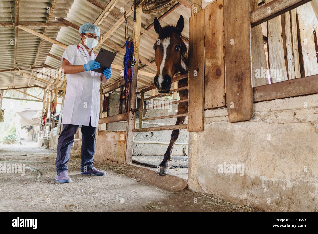 Veterinario cavallo che controlla herpesvirus equino, medico veterinario controllare la salute del cavallo presso la stalla di cavalli fattoria utilizzando la tecnologia moderna ai Foto Stock