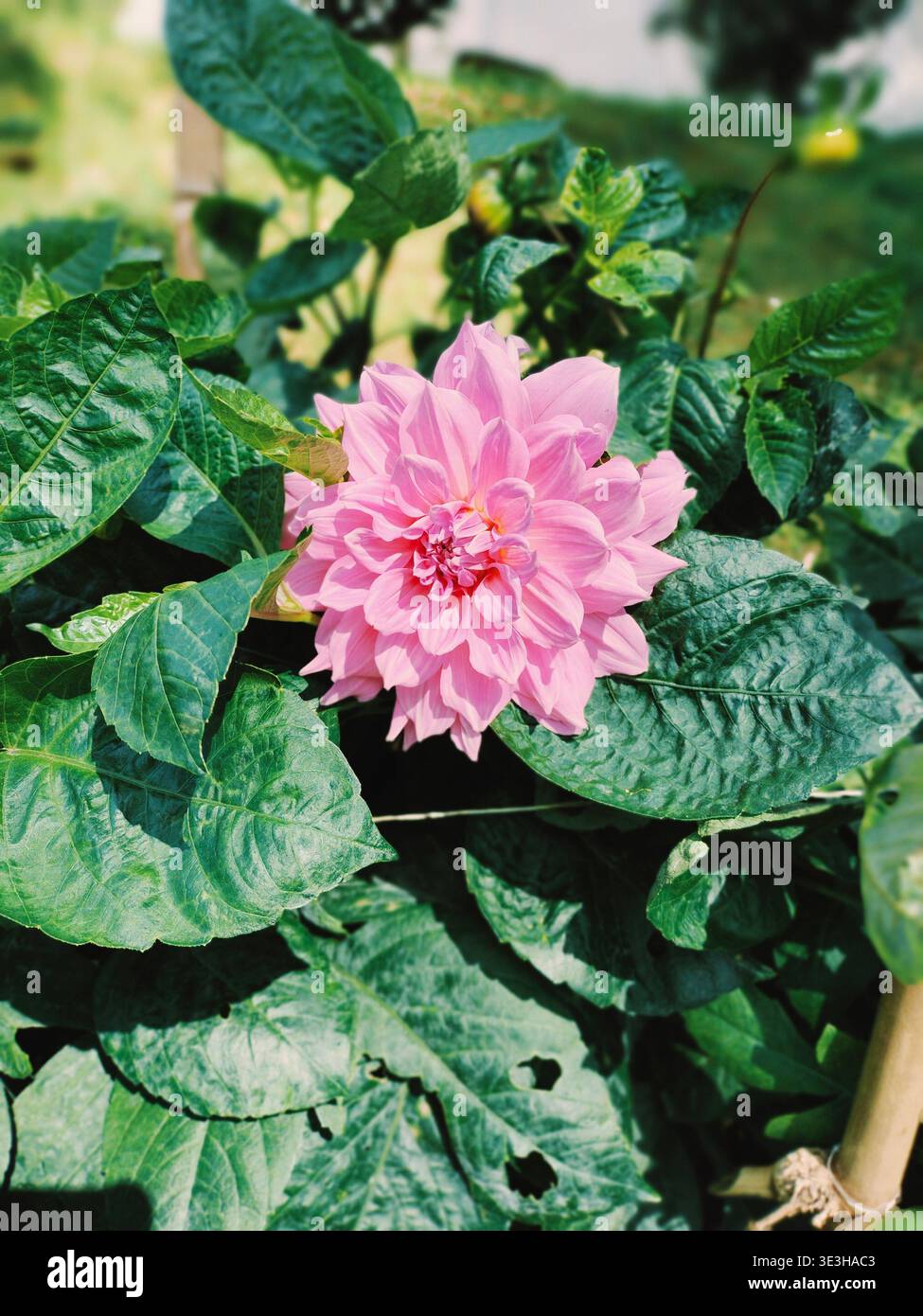 Bellissimo fiore rosa che fiorisce in un giardino con sfondo verde - Immagine stock catturata con smartphone