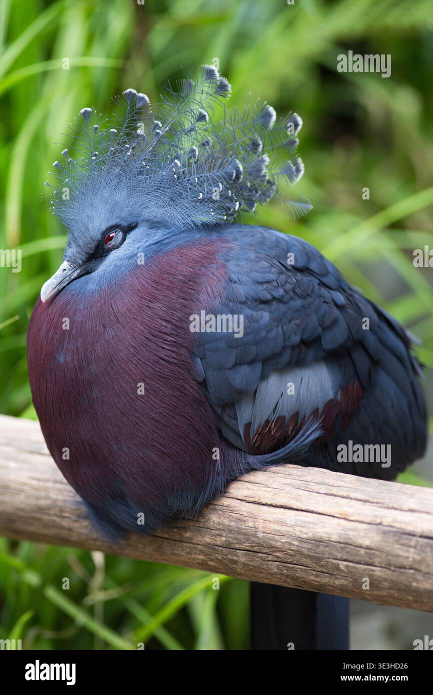 Ritratto verticale del piccione coronato da Vittoria (Goura victoria), splendido piccione coronato dalla Papua nuova Guinea Foto Stock