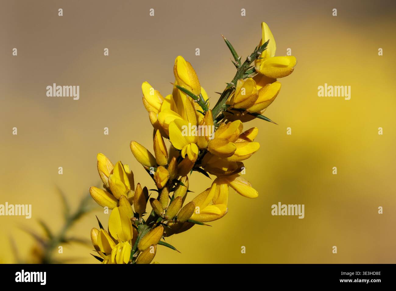 Dettagli botanici dei fiori di gorse attraverso Focus Stacking, Bocairent, Spagna Foto Stock