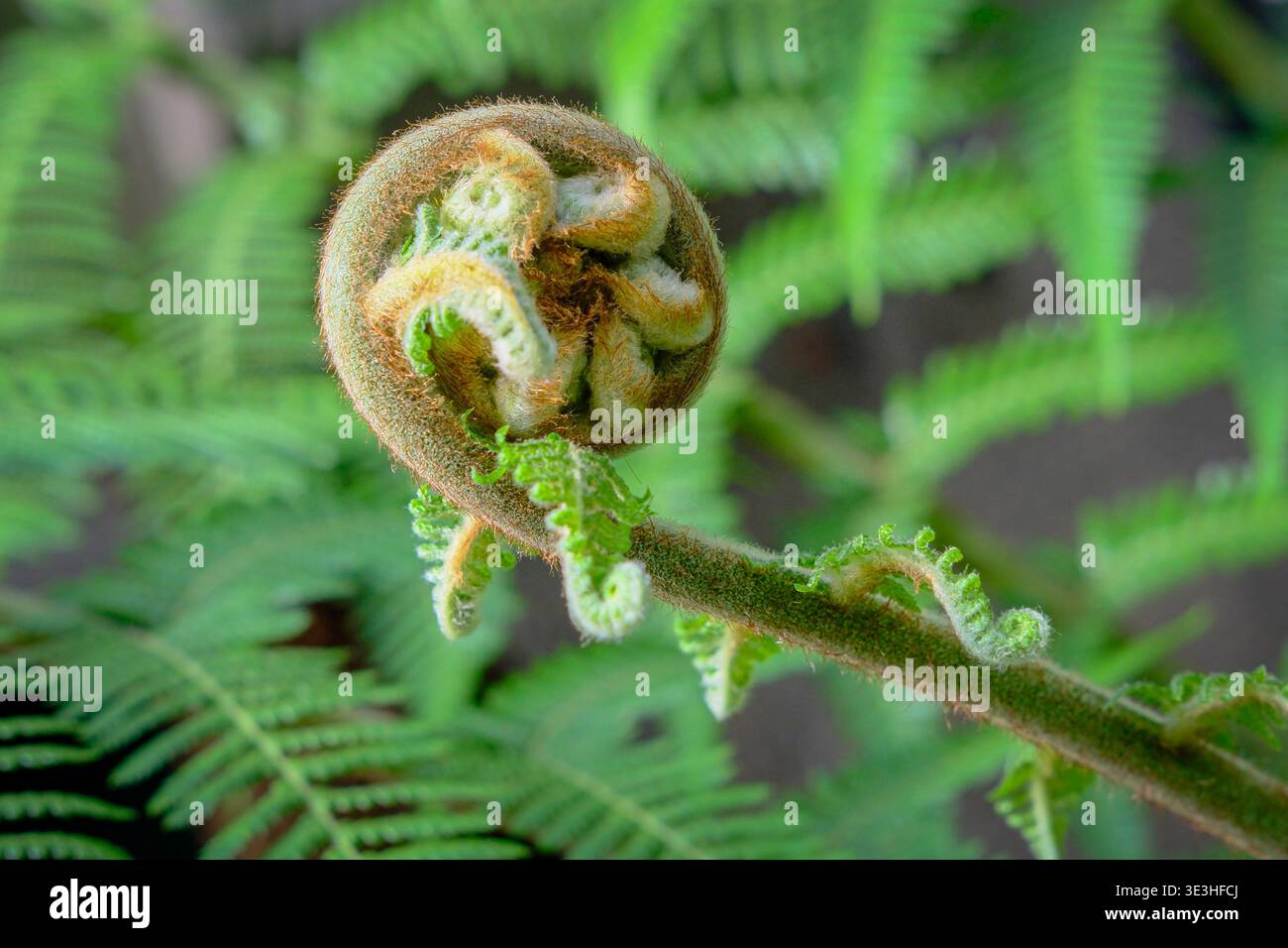 Felce molle (Dicksonia antartica) fiddlehead. Foto Stock