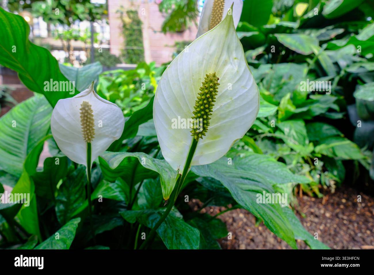 Giglio della pace (Spathiphyllum wallisii), popolare pianta d'casa con caratteristiche spathes bianche simili a fiori che si innalzano sopra il fogliame tropicale lucido. Foto Stock