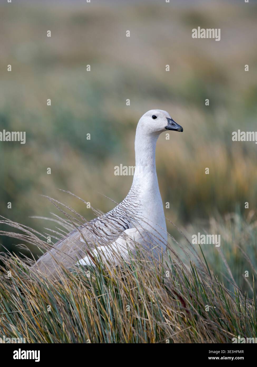 Upland Goose o Magellan Goose (Chloephaga picta leucoptera), questa sottospecie è endemica, maschile durante la primavera sulle Isole Falkland. Sud America, F. Foto Stock