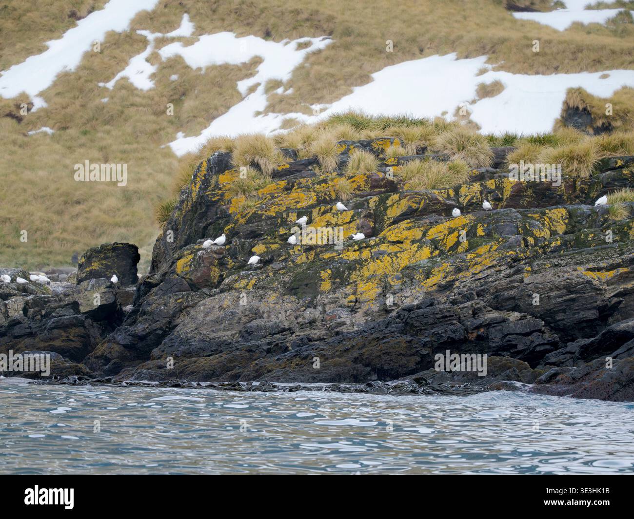 Snowy Sheatbill o Greater Sheatbill (Chionis alba) a Cooper Bay, Georgia del Sud. Gli Sheatbills sono i tipici scavengers dell'Antartide e del Subantartico Foto Stock
