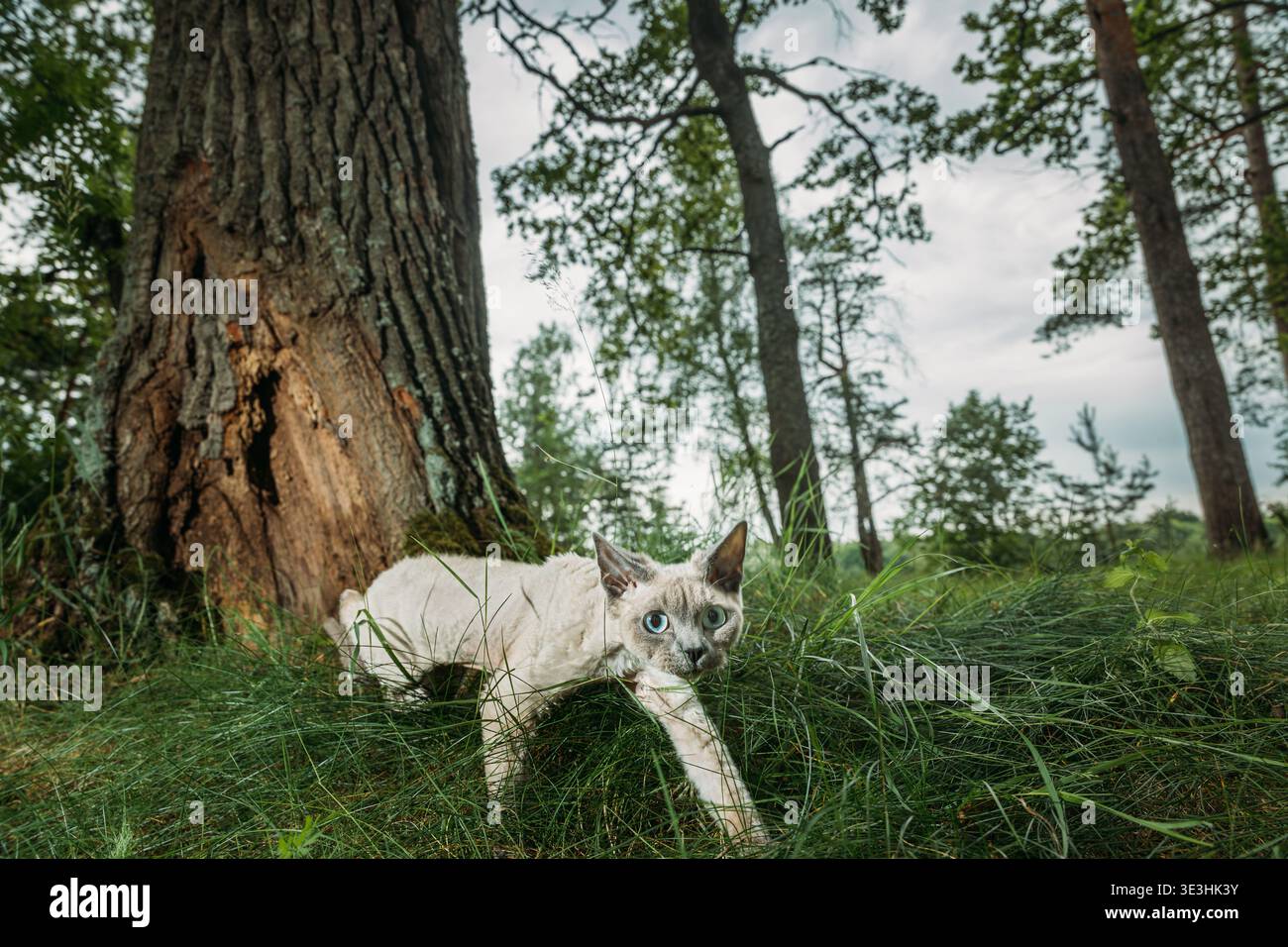 Blue Eyed Devon Rex Cat che cammina in Forest Grass ad angolo ampio Foto Stock