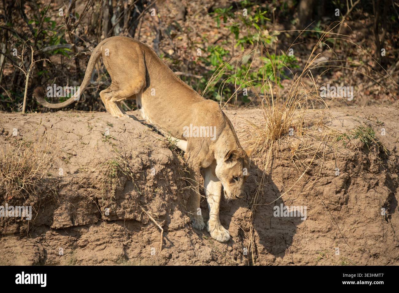 Lioness stalking, Panthero leo, South Luangwa National Park, Zambia Foto Stock