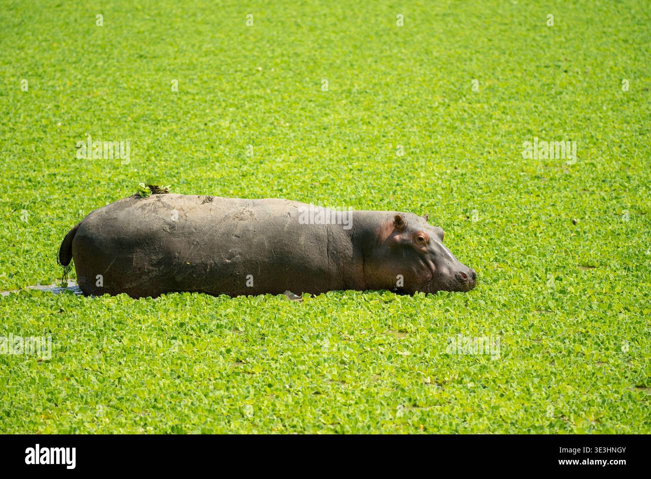 Hippopotamus, Hippopotamus amphibius, South Luangwa National Park, Zambia Foto Stock