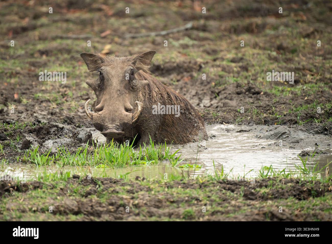 Warthog Wallowing, Phacochoerus africanus, South Luangwa National Park, Zambia Foto Stock