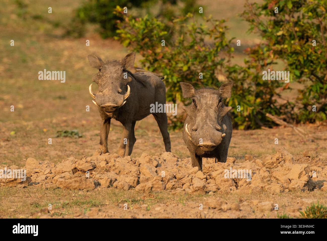 Scavo di warthogs, Phacochoerus africanus, South Luangwa National Park, Zambia Foto Stock