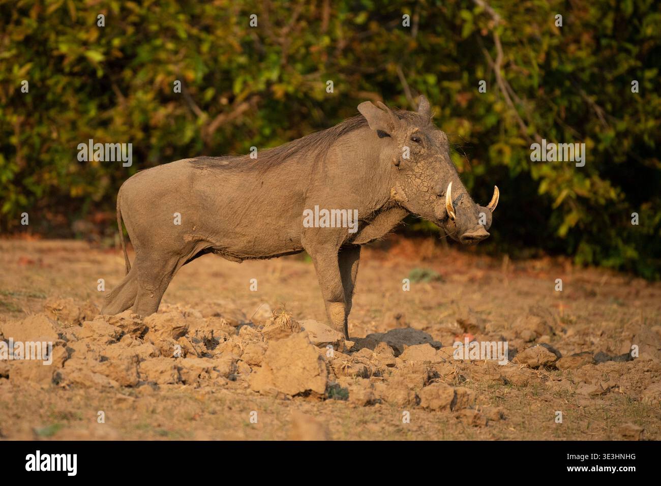 Warthog, Phacochoerus africanus, South Luangwa National Park, Zambia Foto Stock