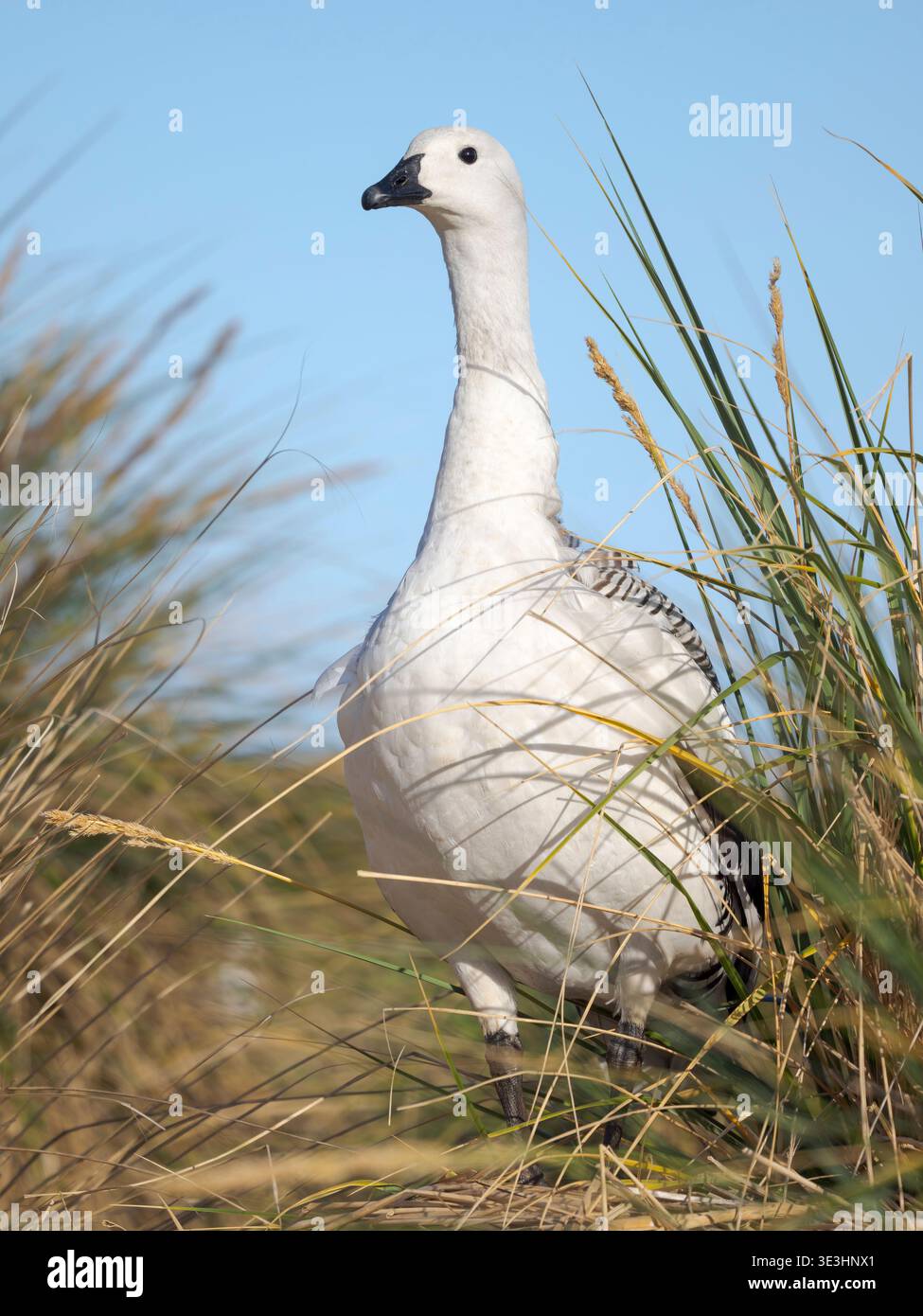 Upland Goose o Magellan Goose (Chloephaga picta leucoptera), questa sottospecie è endemica, maschile durante la primavera sulle Isole Falkland. Sud America, F. Foto Stock