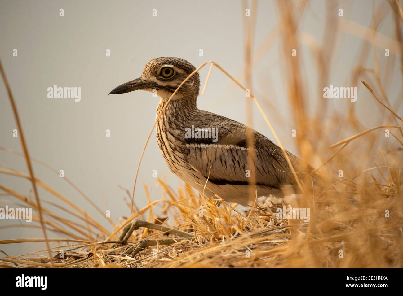 Ginocchio denso, Burhinus vermiculatus, South Luangwa National Park, Zambia Foto Stock