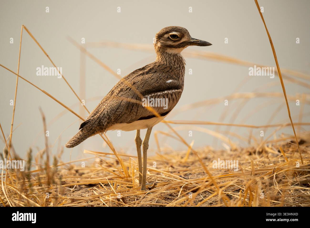 Ginocchio denso, Burhinus vermiculatus, South Luangwa National Park, Zambia Foto Stock