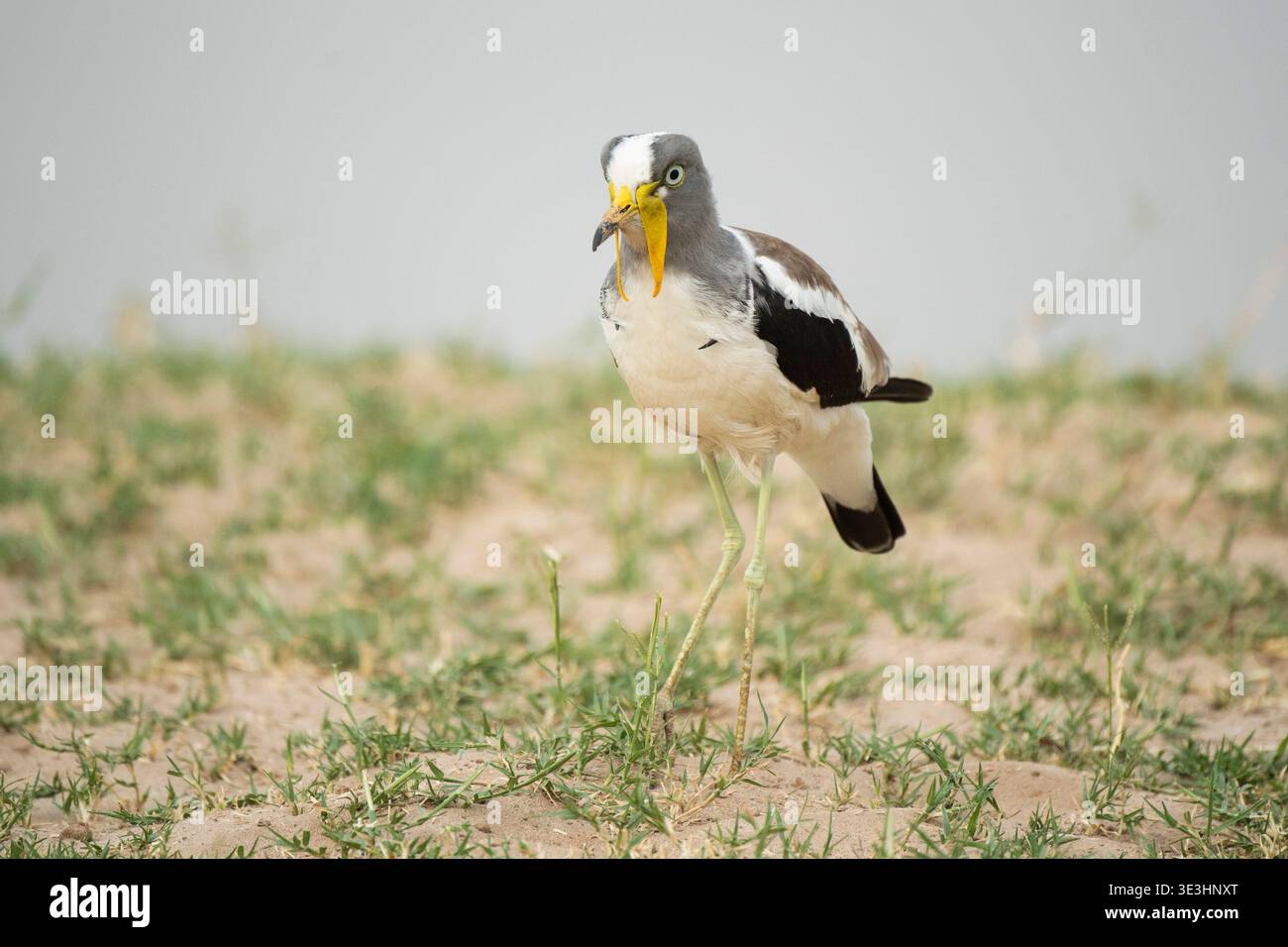 Lapwing dalla testa bianca, Vanellus albiceps, South Luangwa National Park, Zambia Foto Stock