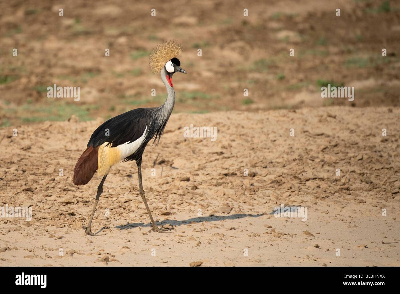 Gru a corona grigia, Balearica regulorum, South Luangwa National Park, Zambia Foto Stock