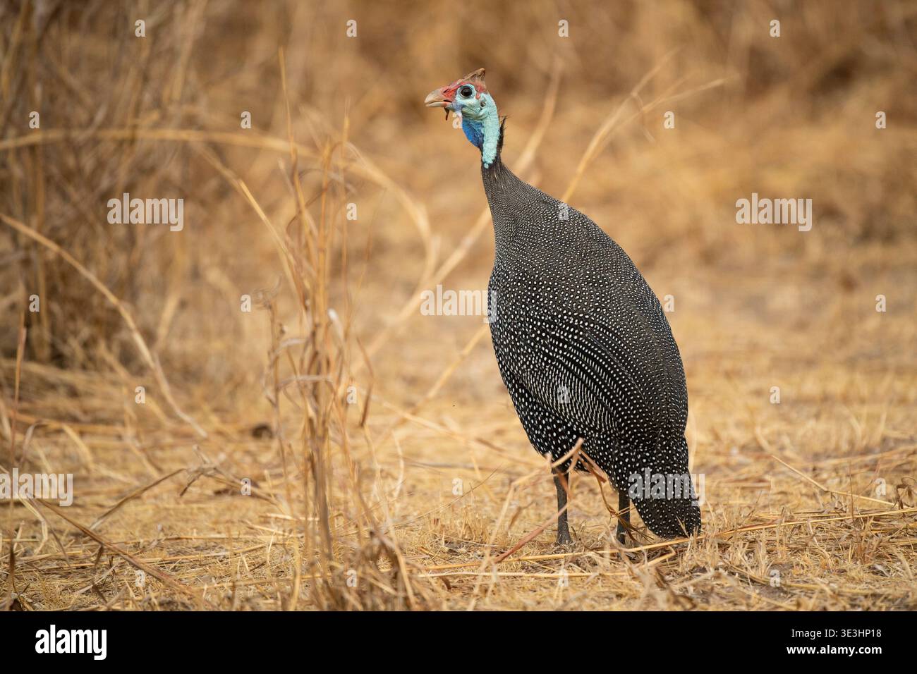 Guineafowl con casco, Numida meleagris, South Luangwa National Park, Zambia Foto Stock