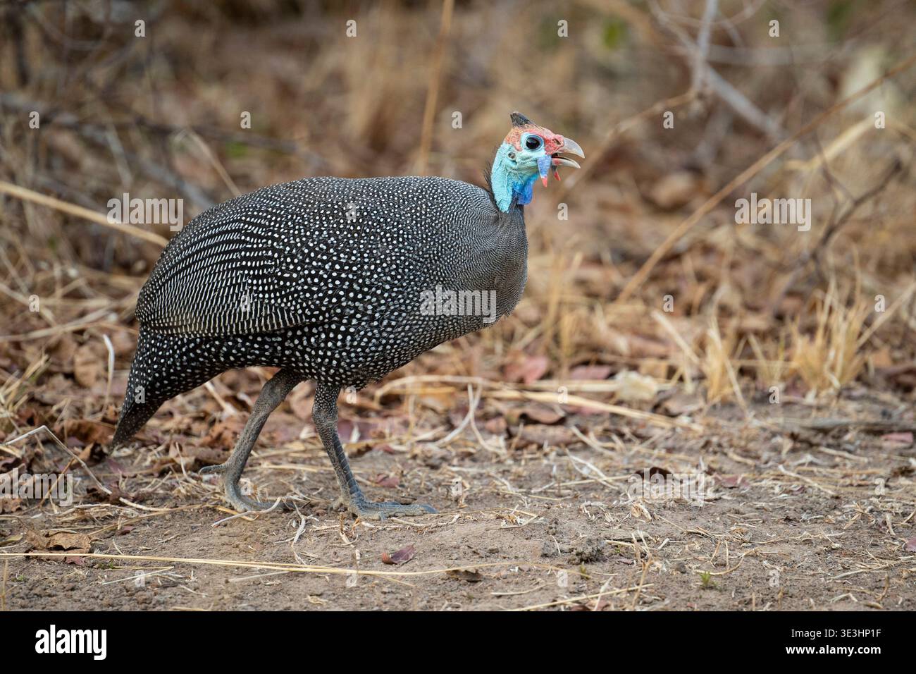 Guineafowl con casco, Numida meleagris, South Luangwa National Park, Zambia Foto Stock