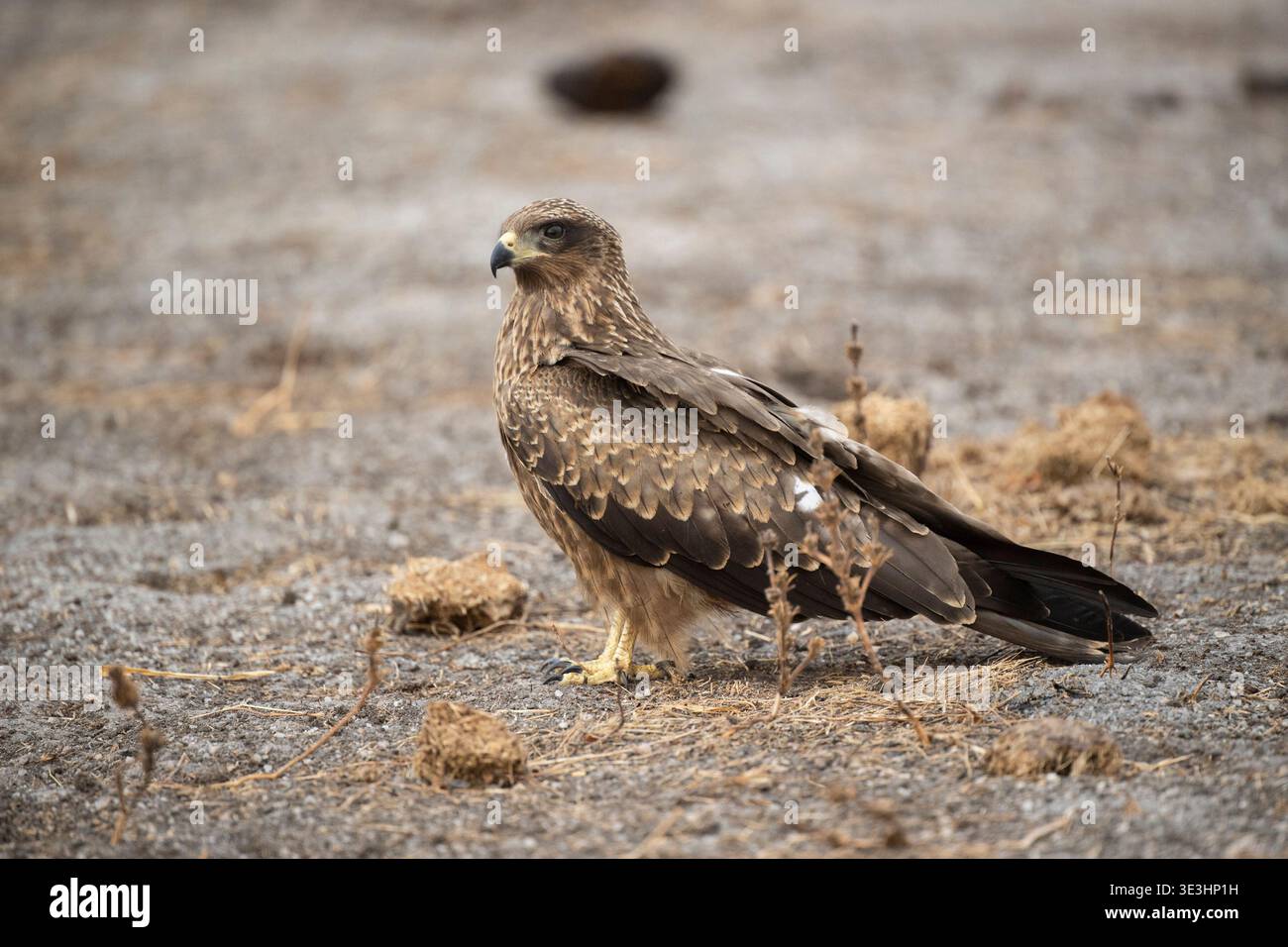 South Luangwa National Park, Zambia Foto Stock