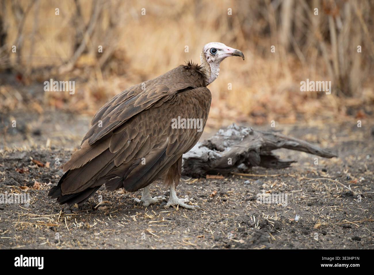 Avvoltoio con cappuccio, Necrosyrtes monachus, South Luangwa National Park, Zambia Foto Stock