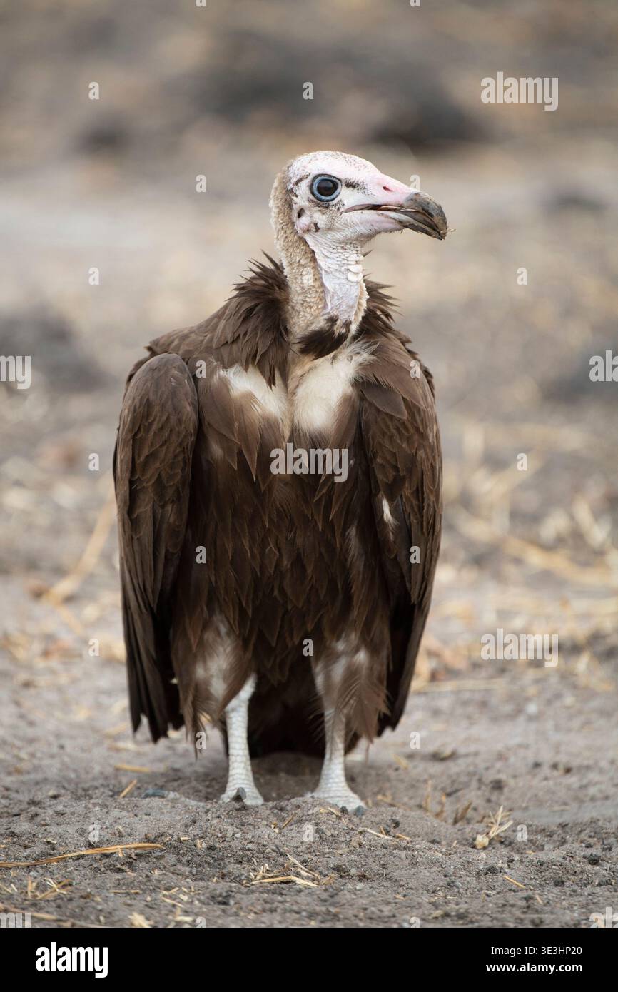 Avvoltoio con cappuccio, Necrosyrtes monachus, South Luangwa National Park, Zambia Foto Stock