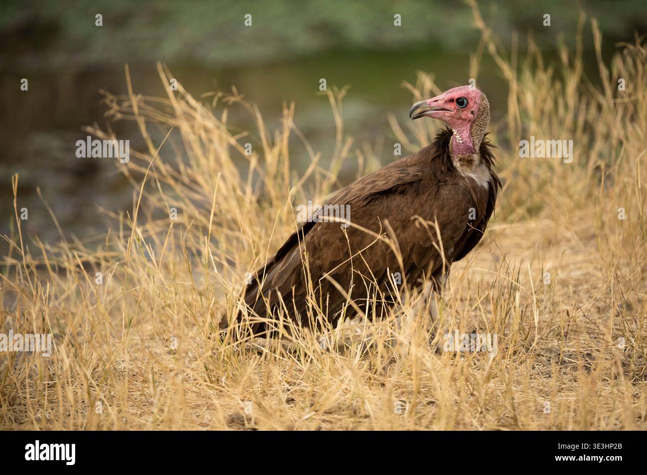 Avvoltoio con cappuccio, Necrosyrtes monachus, South Luangwa National Park, Zambia Foto Stock