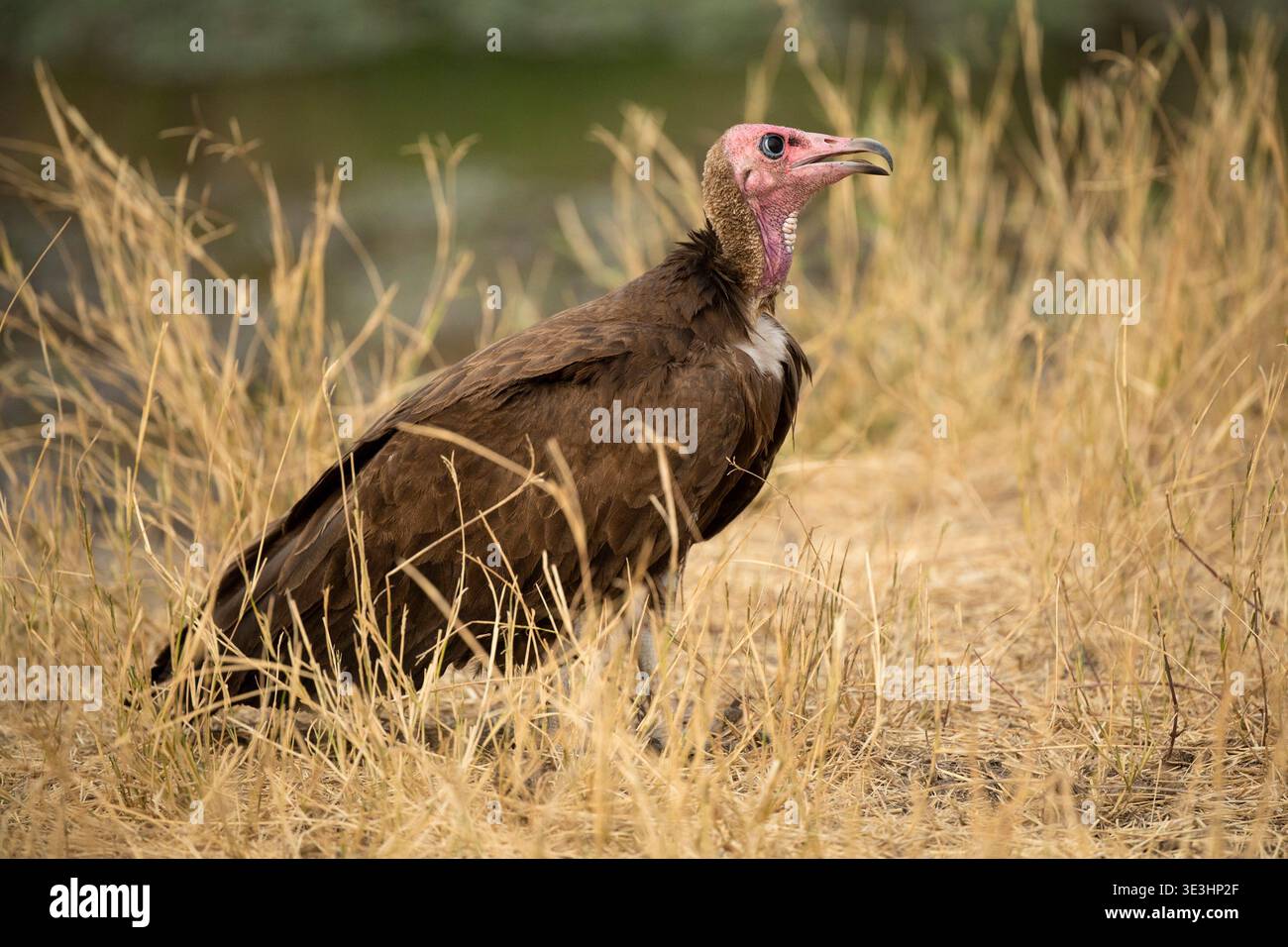 Avvoltoio con cappuccio, Necrosyrtes monachus, South Luangwa National Park, Zambia Foto Stock