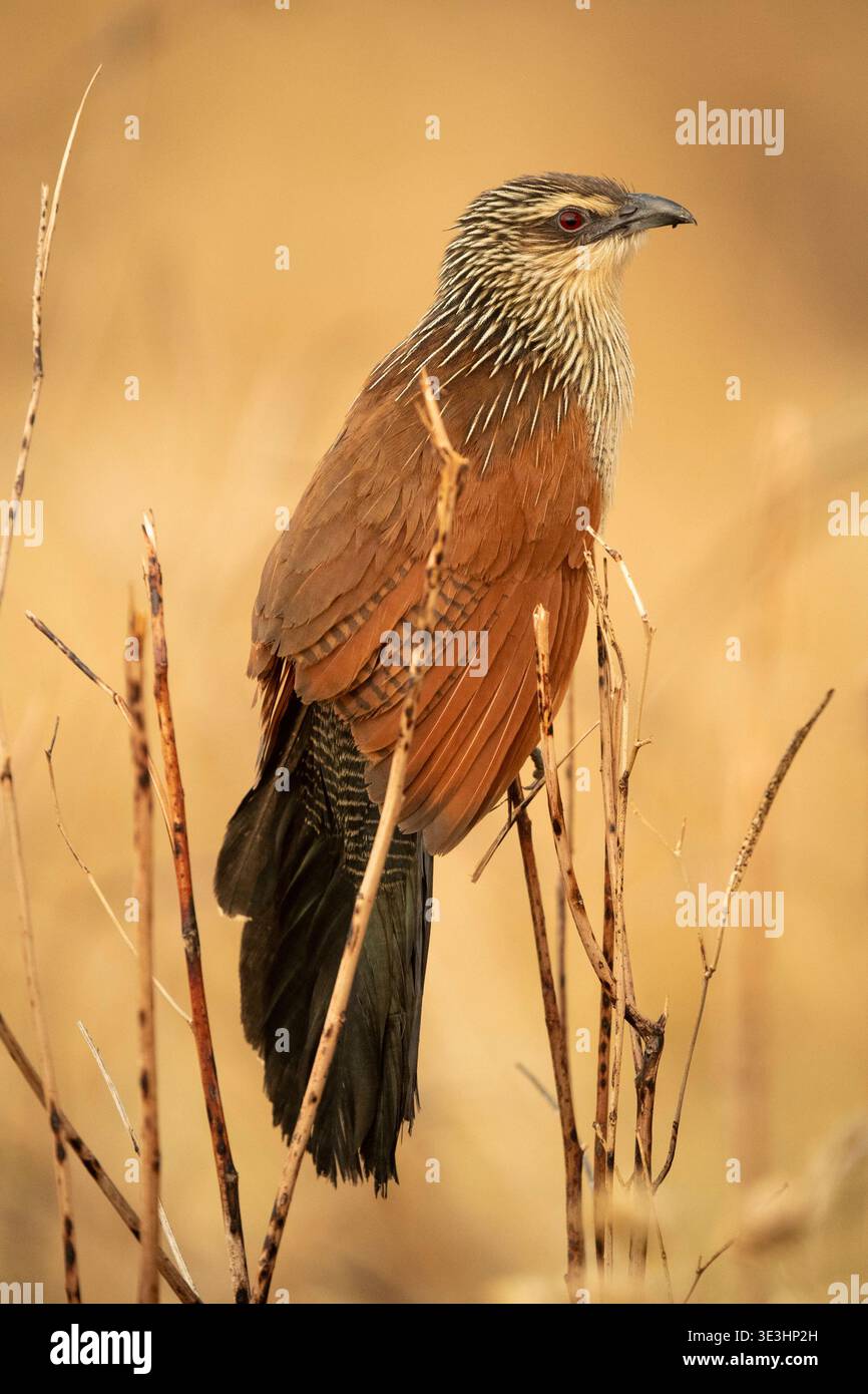 Coucal, Centropus superciliosus, South Luangwa National Park, Zambia Foto Stock