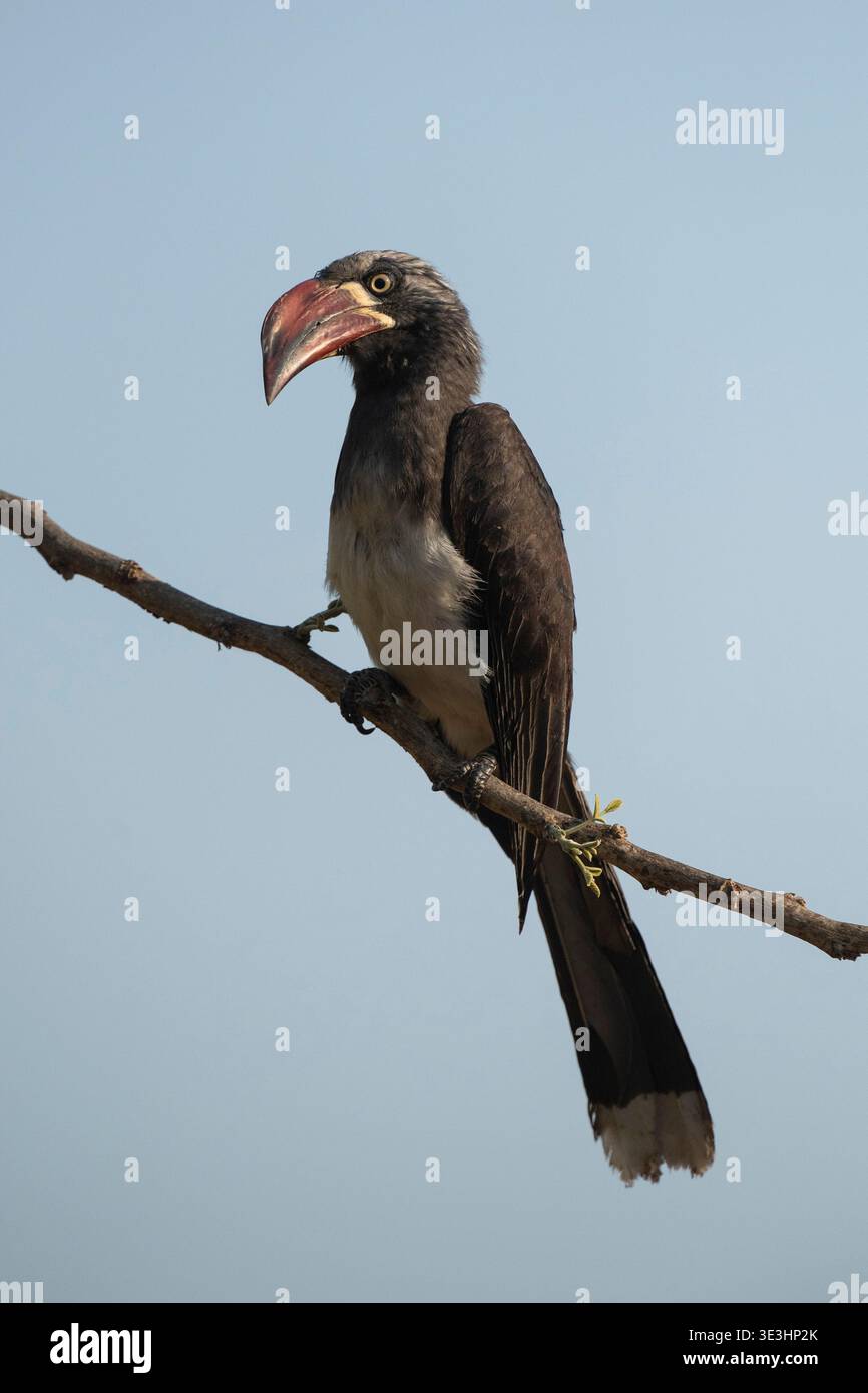 Incoronata Hornbill, Tockus alboterminatus, South Luangwa National Park, Zambia Foto Stock