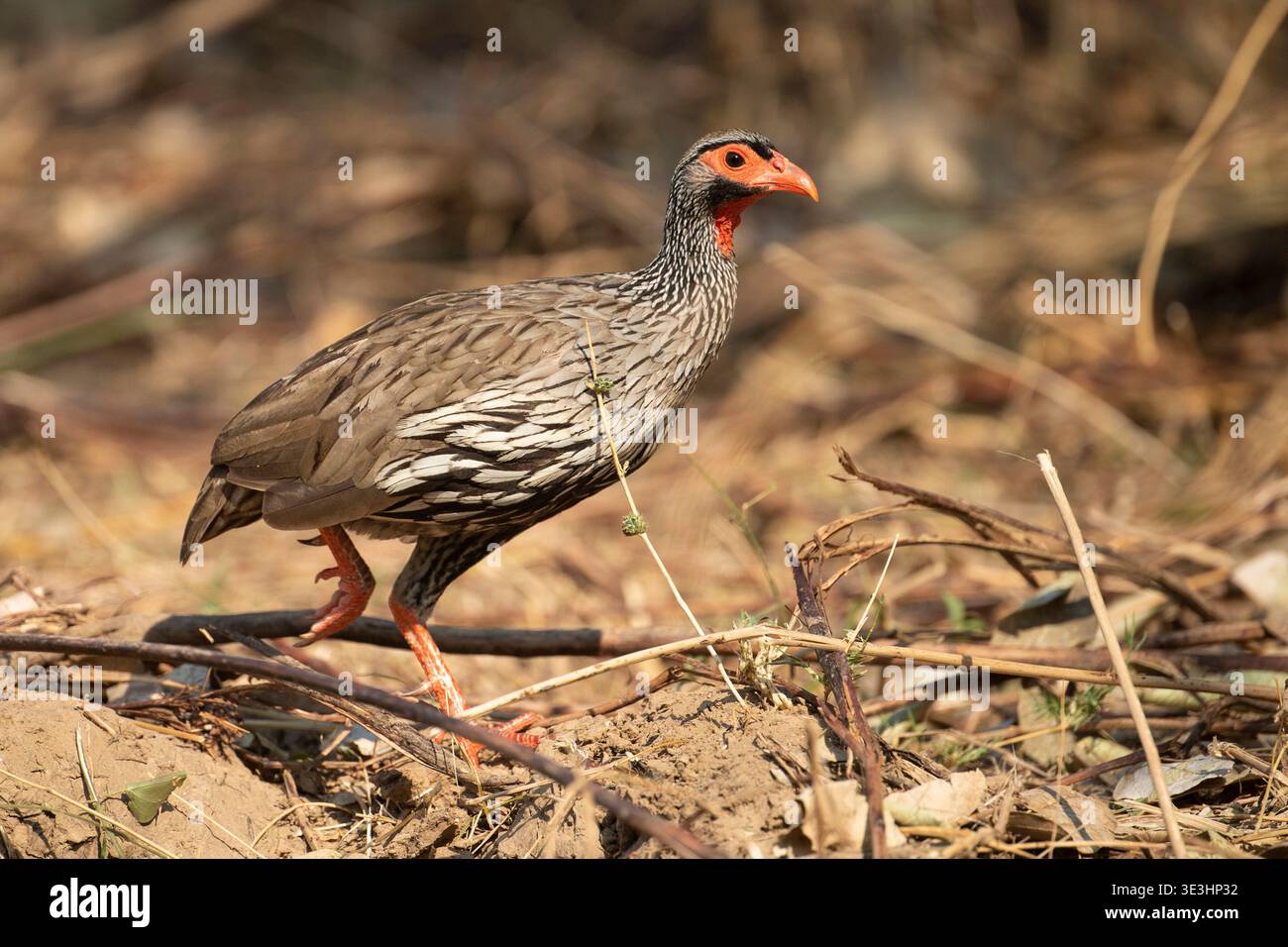 Spurfowl dal collo rosso, Pternistis afer, South Luangwa National Park, Zambia Foto Stock