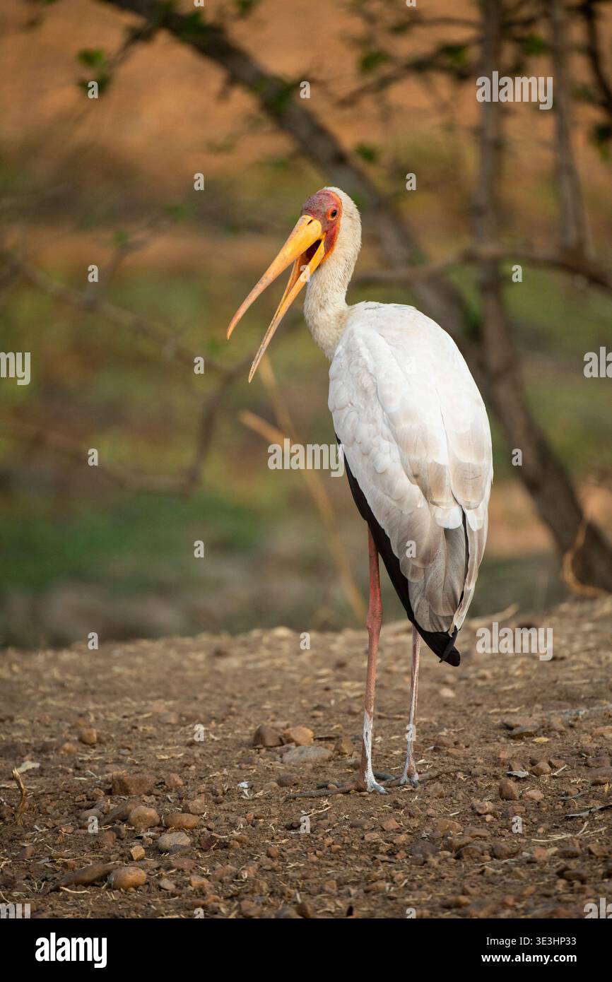 Cicogna a becco giallo, Mycteria ibis, South Luangwa National Park, Zambia Foto Stock