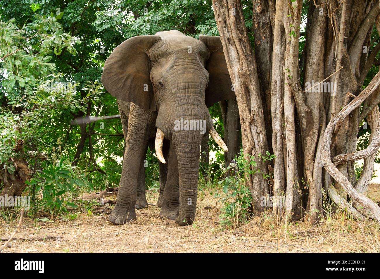 Toro elefante africano, Loxodonta africana, Gonarezhou National Park, Zimbabwe Foto Stock