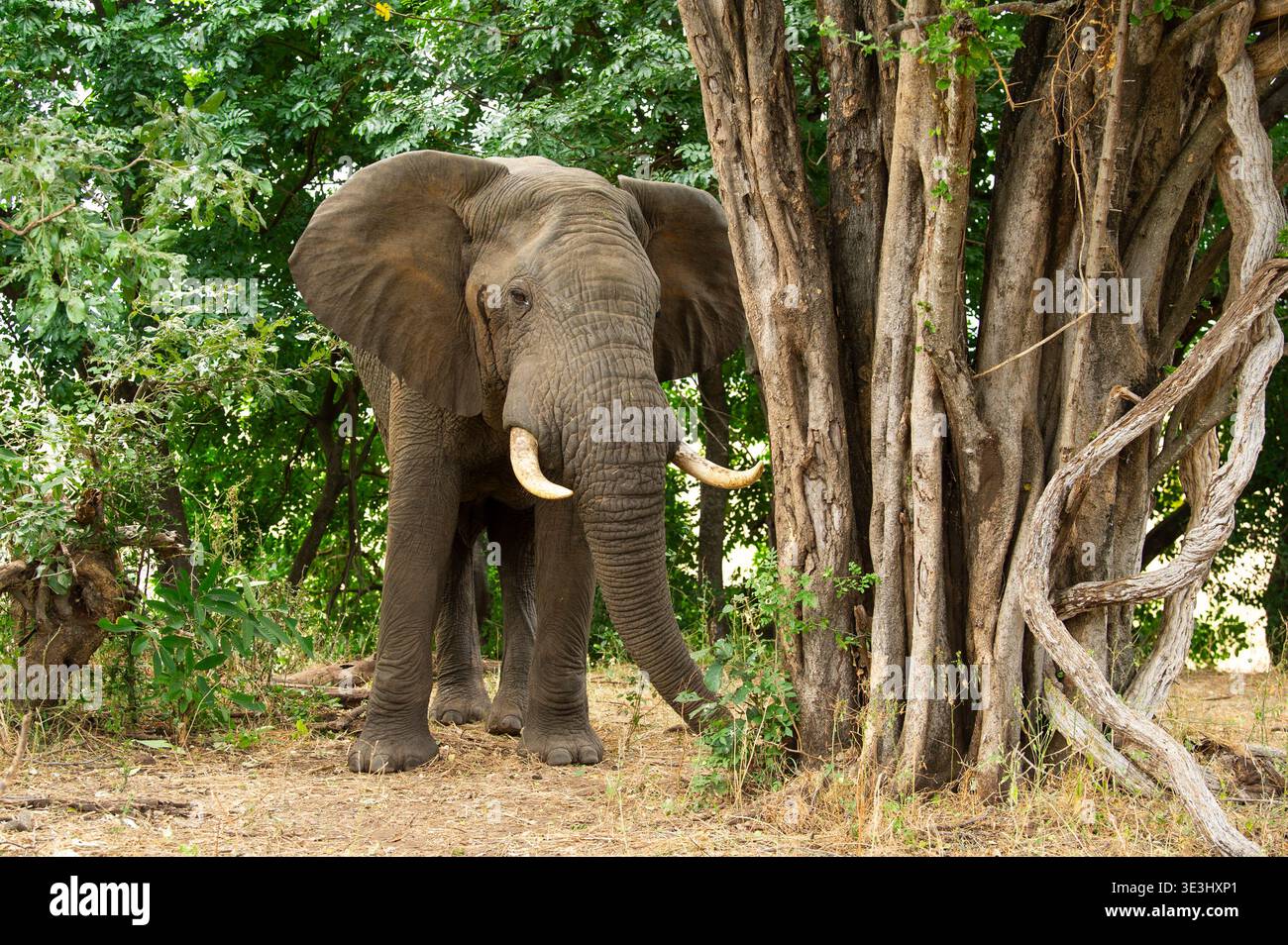 Toro elefante africano, Loxodonta africana, Gonarezhou National Park, Zimbabwe Foto Stock
