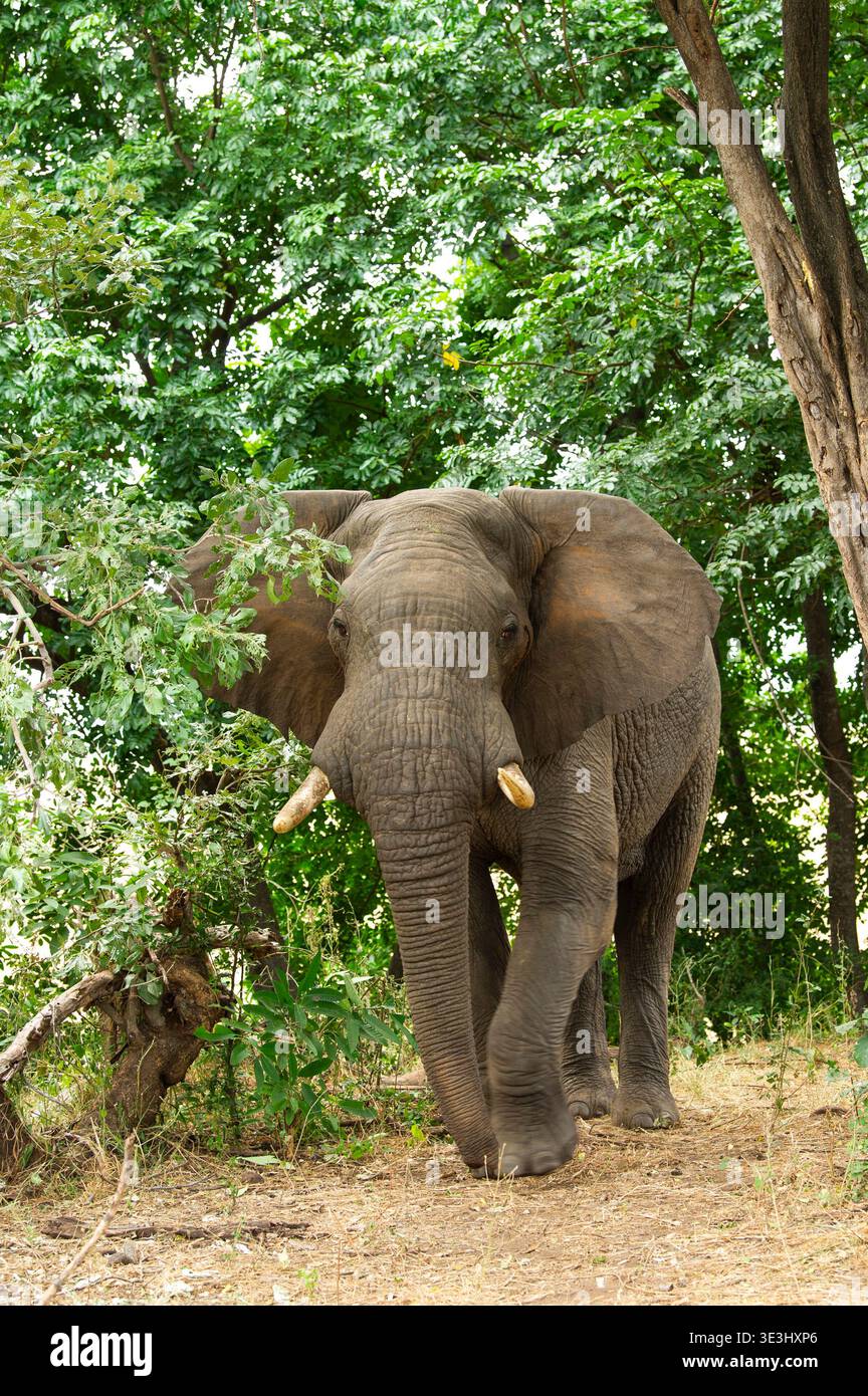 Toro elefante africano, Loxodonta africana, Gonarezhou National Park, Zimbabwe Foto Stock