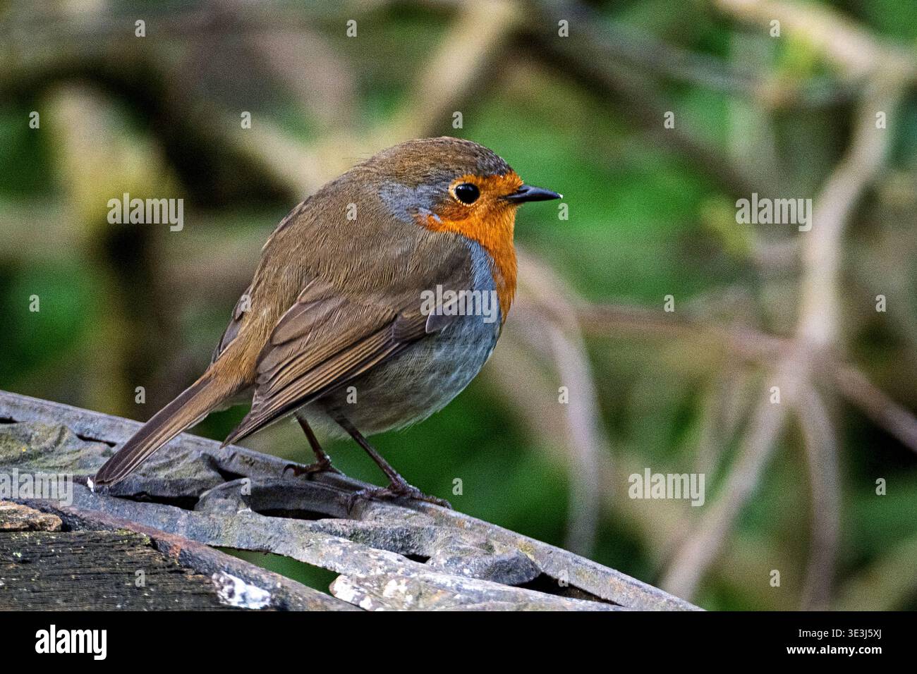 Pettirosso. Foto Stock