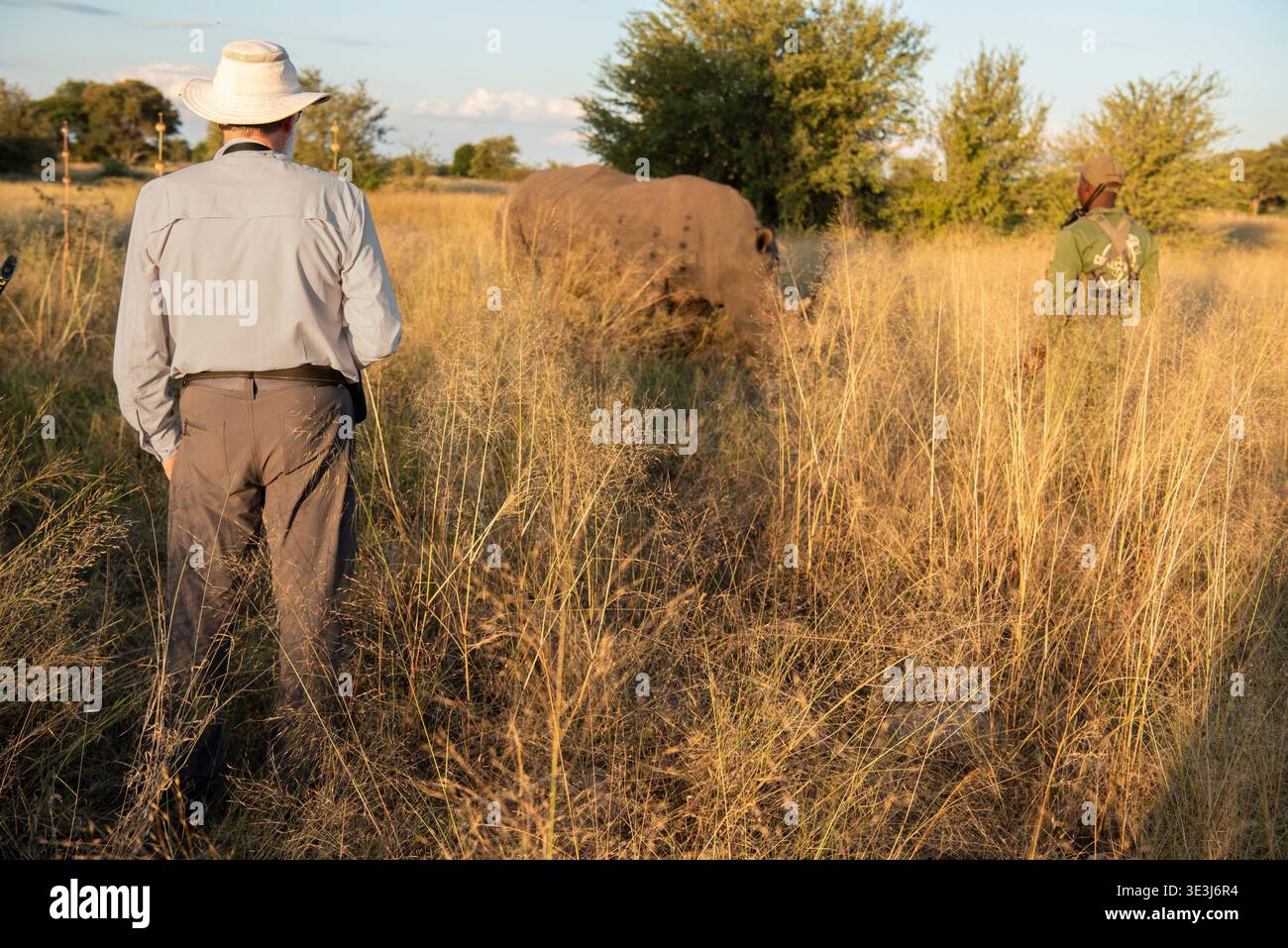 Rinoceronte bianco, Ceratotherium simum, Parco Nazionale di Hwange, Zimbabwe Foto Stock