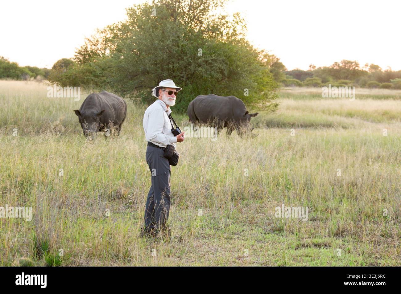 Rinoceronte bianco, Ceratotherium simum, Parco Nazionale di Hwange, Zimbabwe Foto Stock