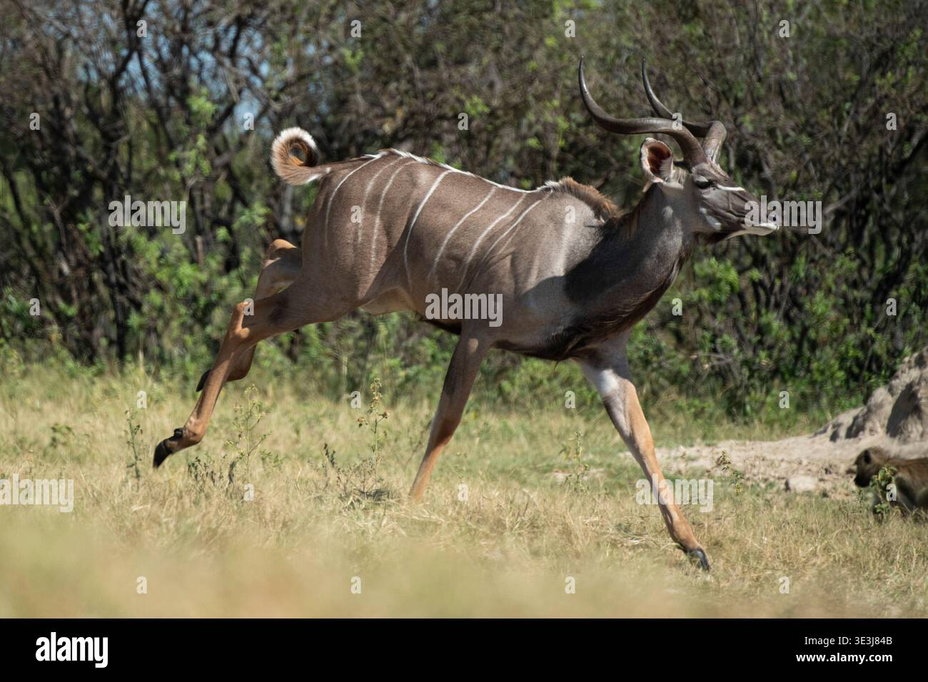 Giovane toro grande kudu, Tragelaphus strepsiceros, Parco Nazionale di Hwange, Zimbabwe Foto Stock