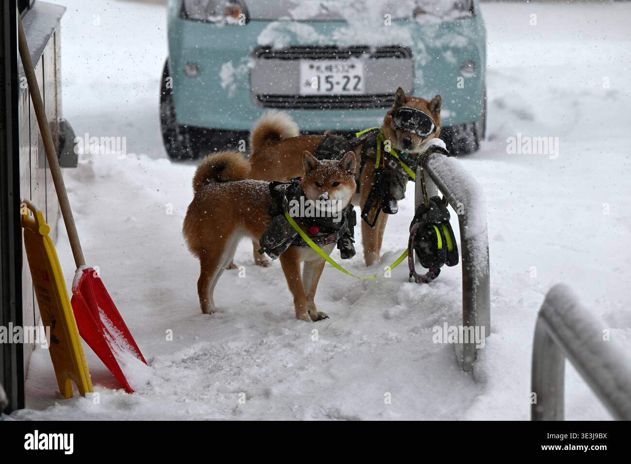 Cane Chiba a Sapporo, Hokkaido, Giappone. Foto Stock