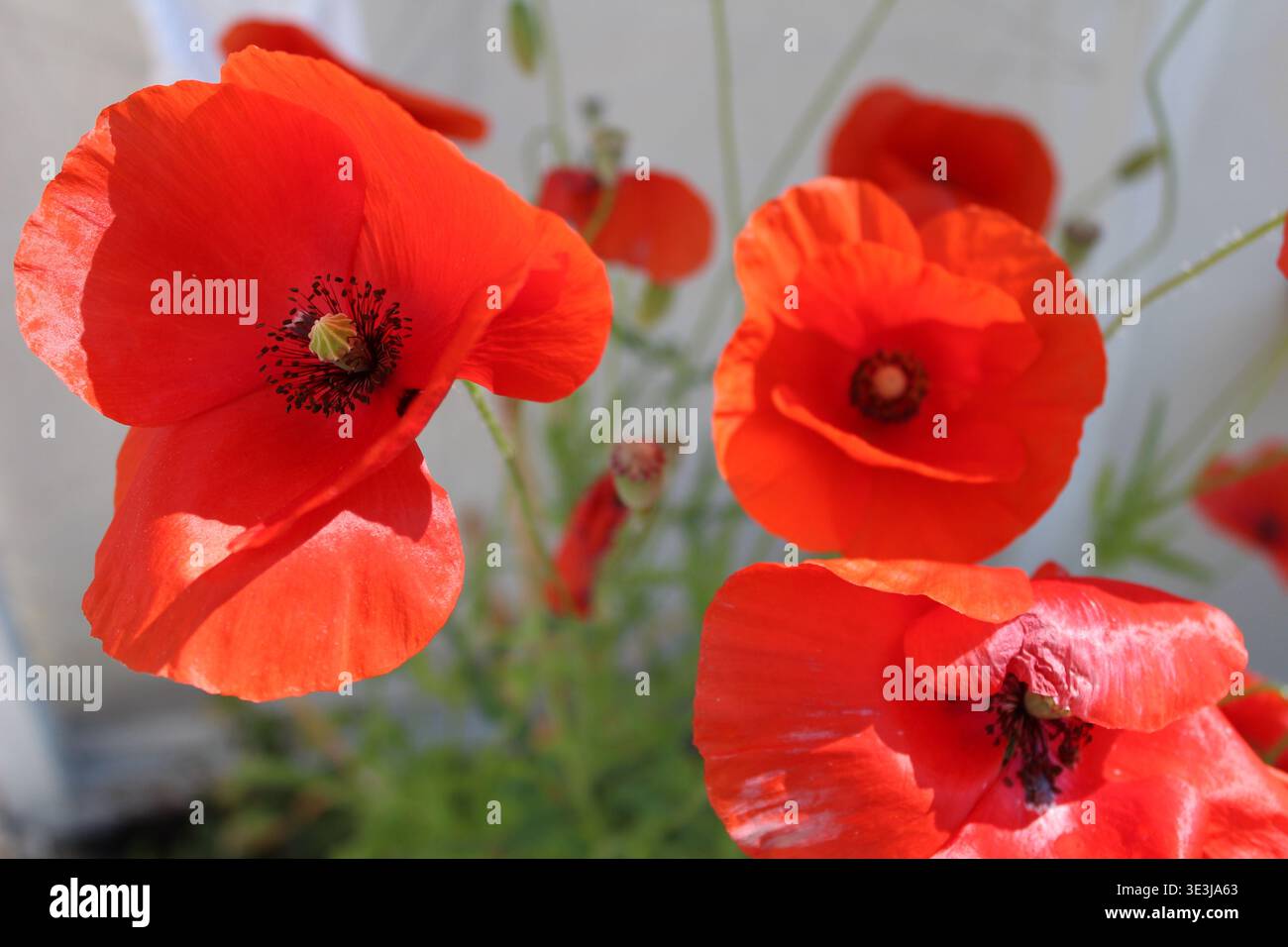 La bellezza dei papaveri rossi Foto Stock
