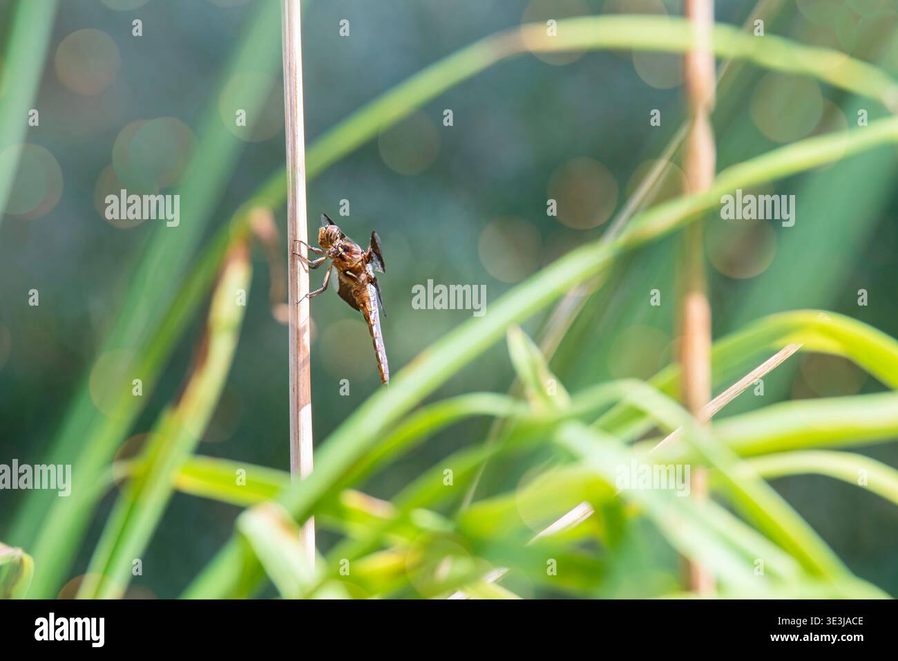 Dragonfly nel giardino Foto Stock