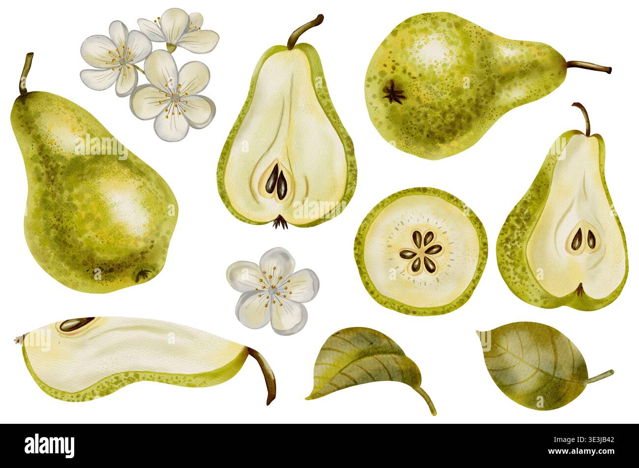 Set di acquerelli disegnati a mano con pere, fiori bianchi, rami e fogliame. Ideale come elemento decorativo per loghi, etichette di prodotti, imballaggi per alimenti, t Foto Stock