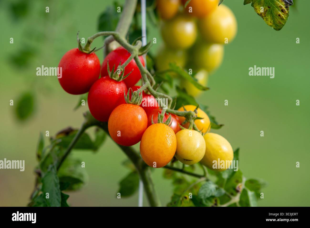 Un gruppo vibrante di pomodori ciliegini maturi sulla vite che mostra frutti rossi, arancioni e gialli tra foglie verdi in un ambiente giardino, suggerendo freschezza Foto Stock