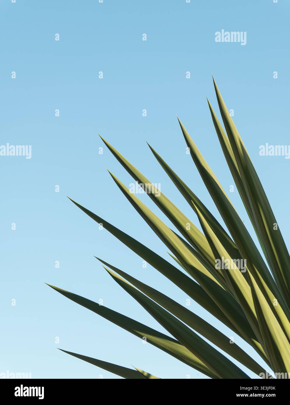 Foglie di yucca verde affilate rivolte verso l'alto su uno sfondo blu fisso. Composizione botanica minimalista con luce naturale brillante Foto Stock