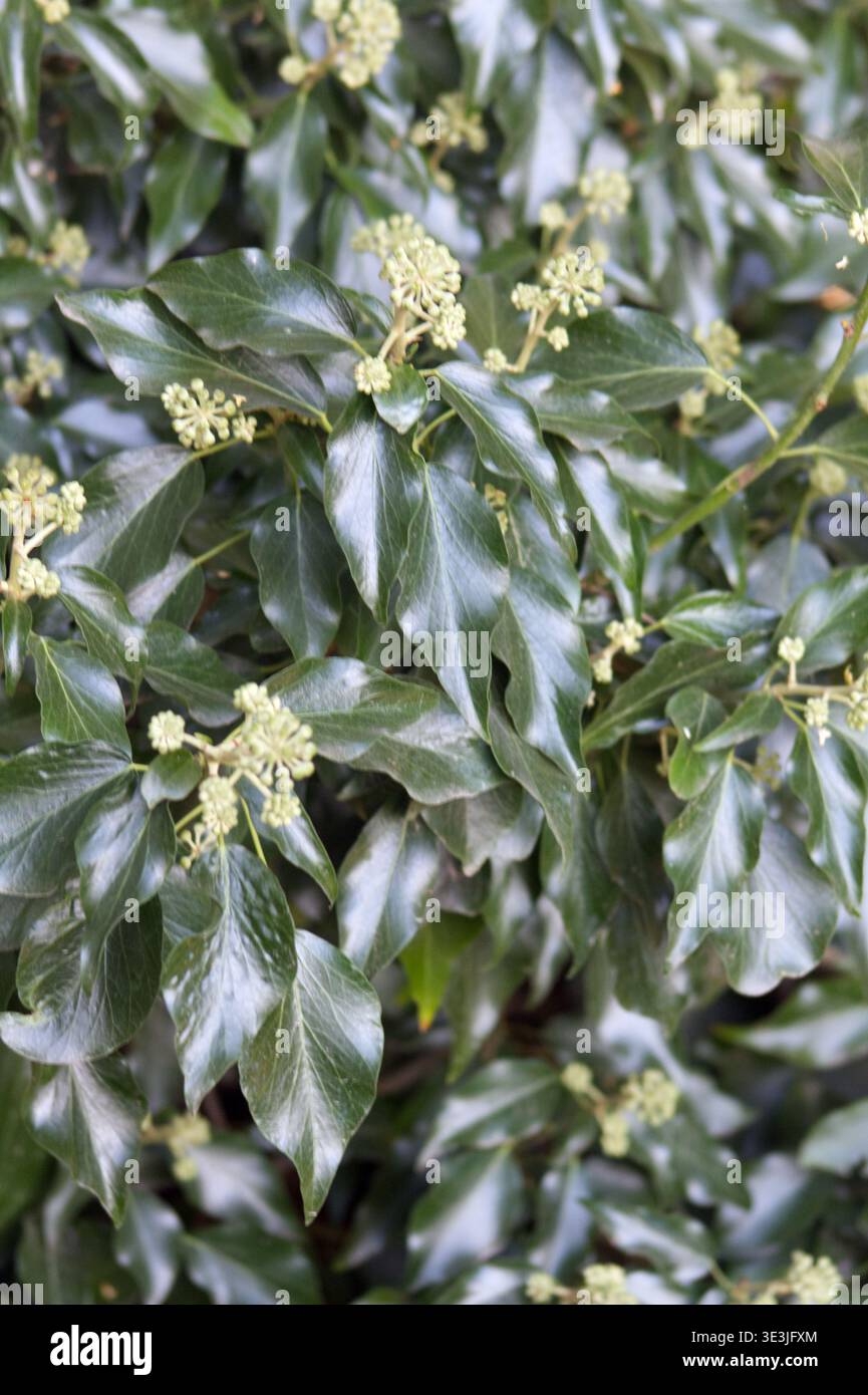 Un cespuglio di edera da vicino Hedera Helix che cresce un bosco nel Regno Unito Foto Stock