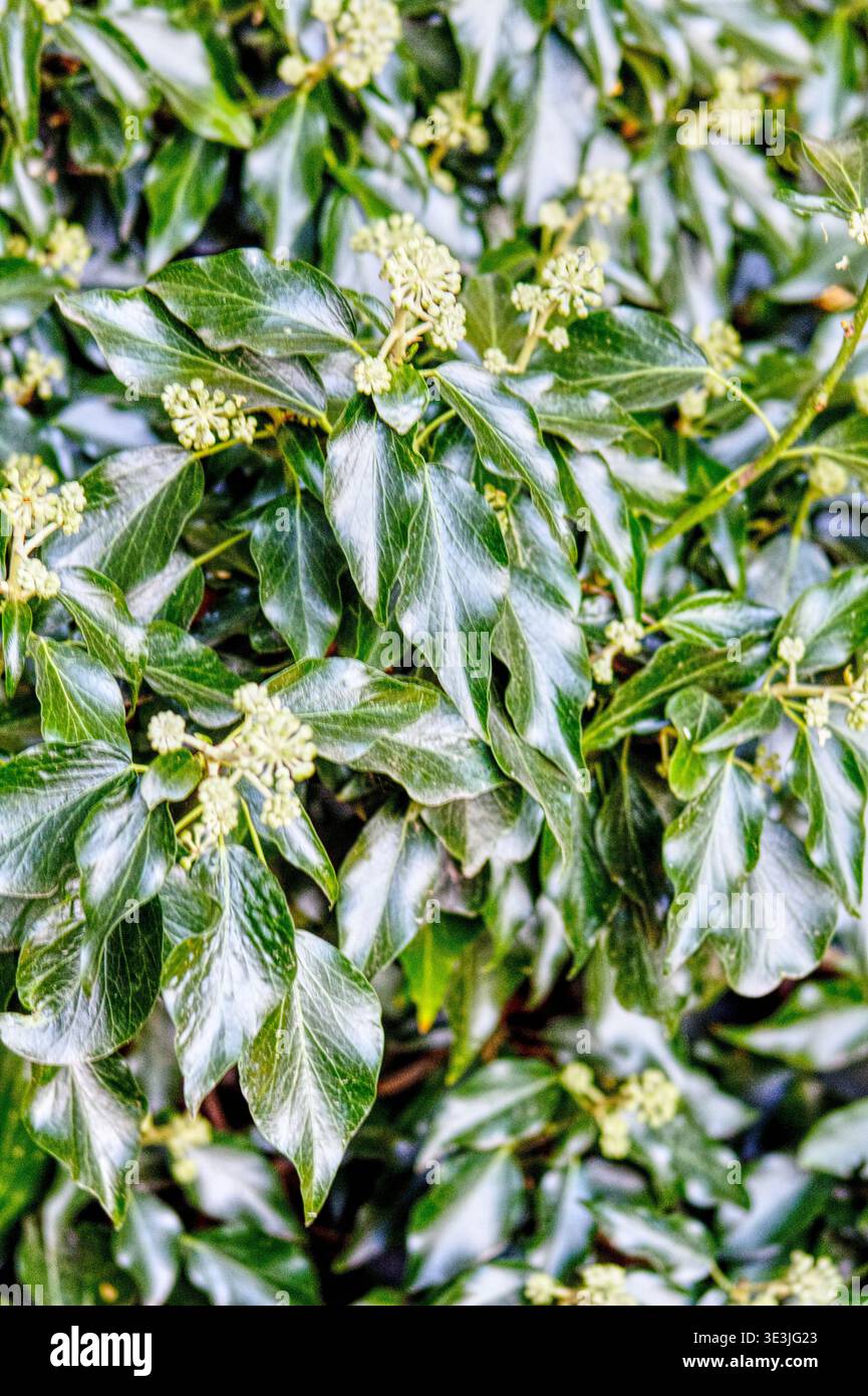 Un cespuglio di edera da vicino Hedera Helix che cresce un bosco nel Regno Unito Foto Stock