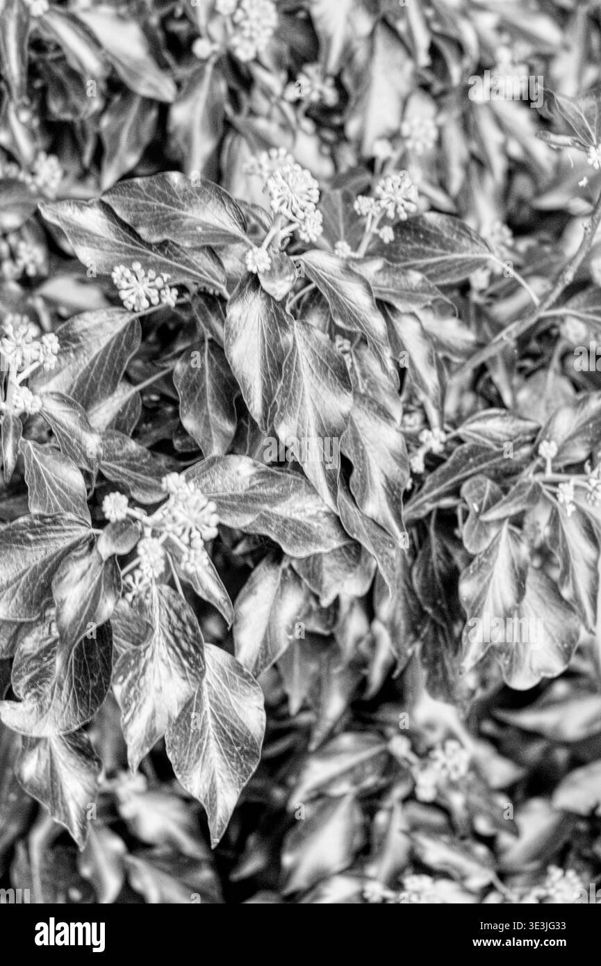 Un cespuglio di edera da vicino Hedera Helix che cresce un bosco nel Regno Unito Foto Stock