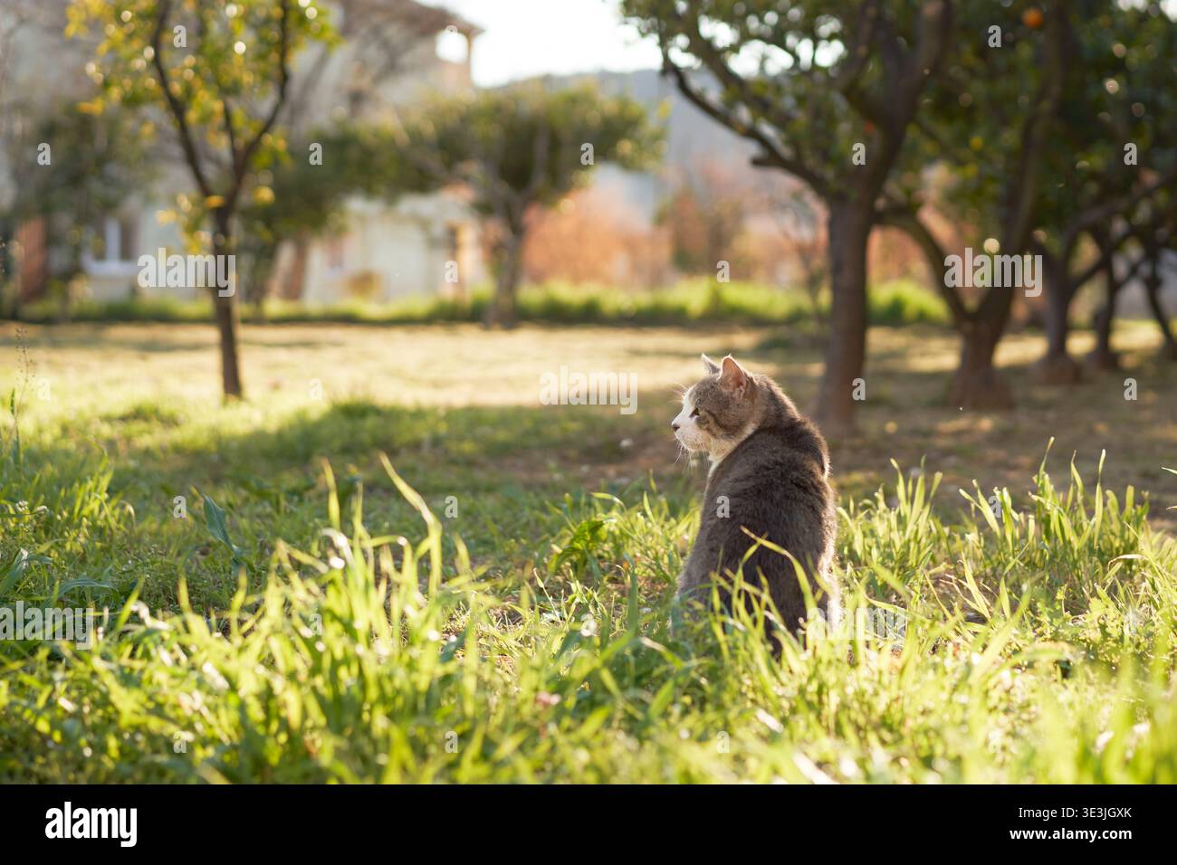 Il gatto grigio siede con la schiena girata, guardando verso il tronco dell'albero in un parco erboso illuminato dal sole. Semplice momento naturale. Foto Stock